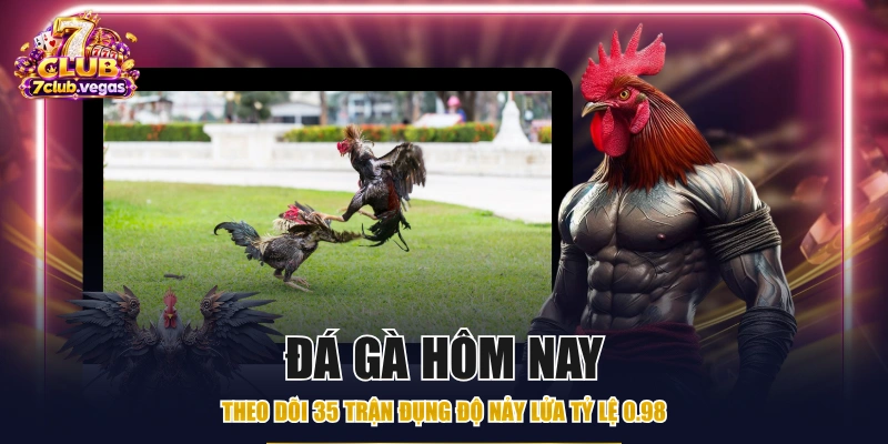 Đá Gà Hôm Nay - Theo Dõi 35 Trận Đụng Độ Nảy Lửa Tỷ Lệ 0.98