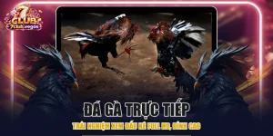 Đá Gà Trực Tiếp - Trải Nghiệm Xem Đấu Kê Full HD, Đỉnh Cao